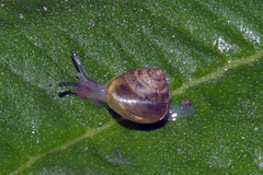 Kaliella