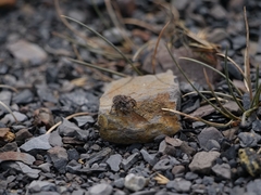 Aelurillus v-insignitus