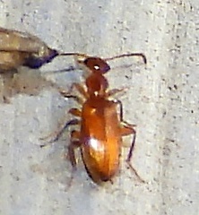 Ischyropalpus