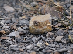 Aelurillus v-insignitus