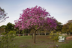 Handroanthus heptaphyllus