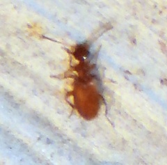 Ischyropalpus