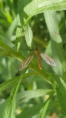 Nephrotoma flavescens