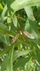 Nephrotoma flavescens