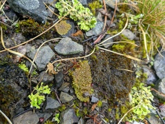 Sedum rubens