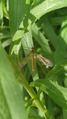 Nephrotoma flavescens