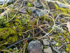 Sedum rubens