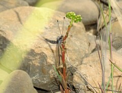 Bubopsis agrionoides