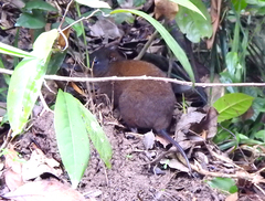 Hypsiprymnodon moschatus