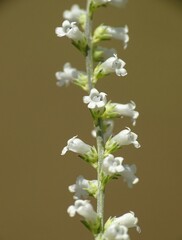 Anarrhinum fruticosum