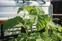 Abutilon theophrasti