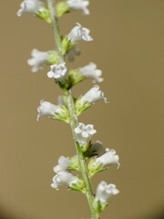 Anarrhinum fruticosum