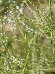 Anarrhinum fruticosum