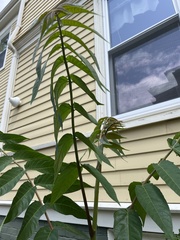 Ailanthus