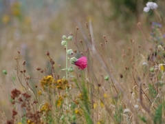 Alcea rosea