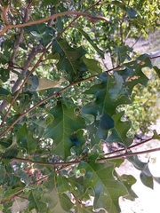 Quercus gravesii