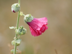 Alcea rosea