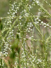 Anarrhinum fruticosum