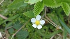 Fragaria vesca vesca