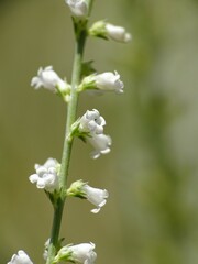 Anarrhinum fruticosum