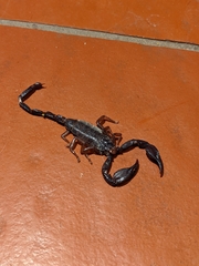 Nebo hierichonticus