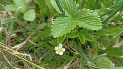 Fragaria vesca vesca