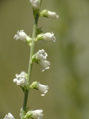 Anarrhinum fruticosum