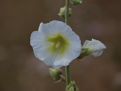 Alcea rosea