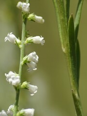 Anarrhinum fruticosum