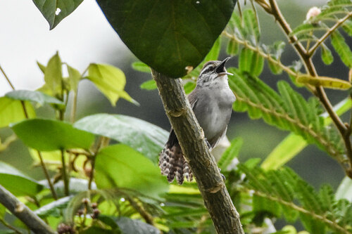 Canebrake Wren (Cantorchilus zeledoni), photo 8