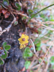 Ranunculus pygmaeus