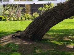 Sciurus carolinensis