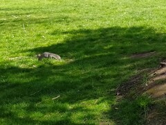 Sciurus carolinensis