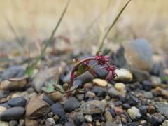 Saxifraga cernua