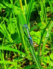 Coenagrion hastulatum