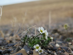 Draba lactea