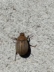 Phyllophaga lanceolata