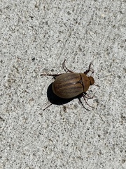 Phyllophaga lanceolata