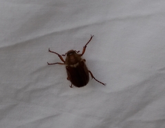 Amphimallon solstitiale