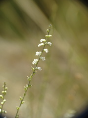 Anarrhinum fruticosum