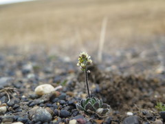 Draba micropetala