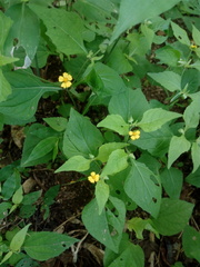 Melampodium microcephalum