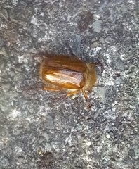 Amphimallon solstitiale