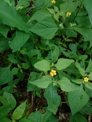 Melampodium microcephalum