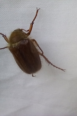 Amphimallon solstitiale