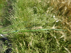 Anthoxanthum aristatum