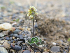 Draba micropetala