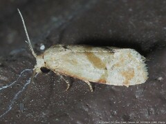 Platphalonidia magdalenae