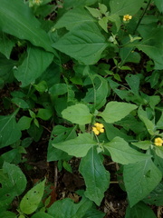 Melampodium microcephalum