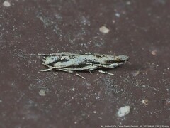 Melanocinclis lineigera